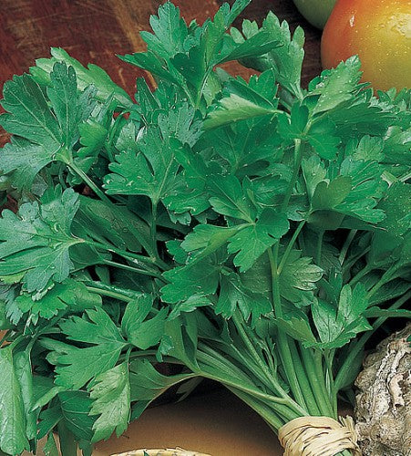 Parsley Giant Leaf Italian Classic