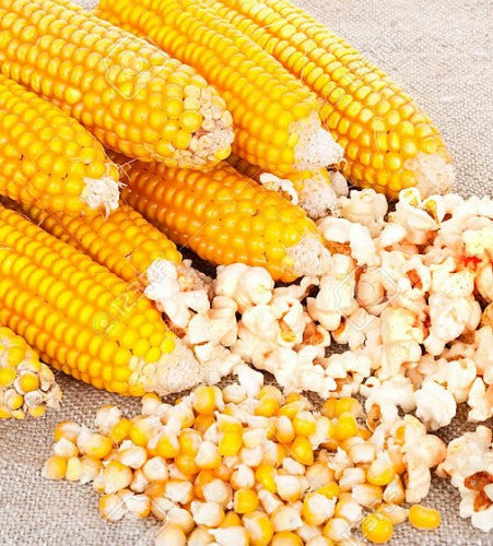 Corn Popcorn Mais
