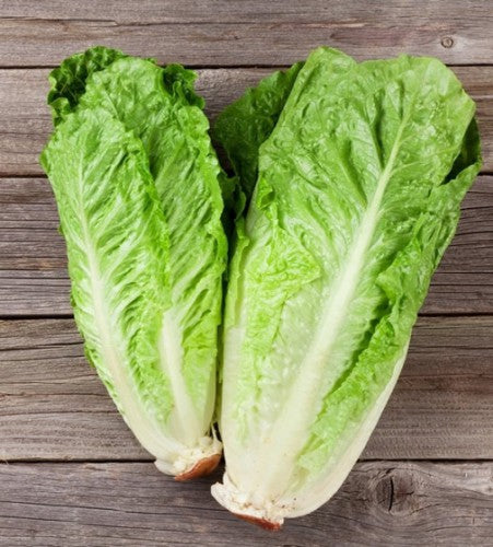 Lettuce Romaine Bionda Ortolani