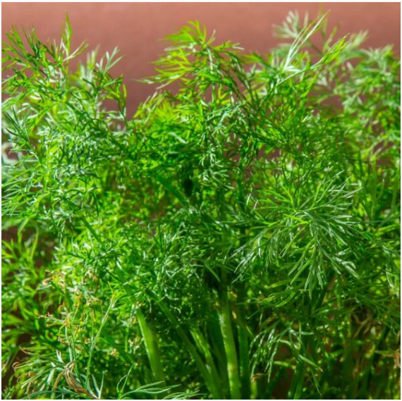Dill Aneto Herb