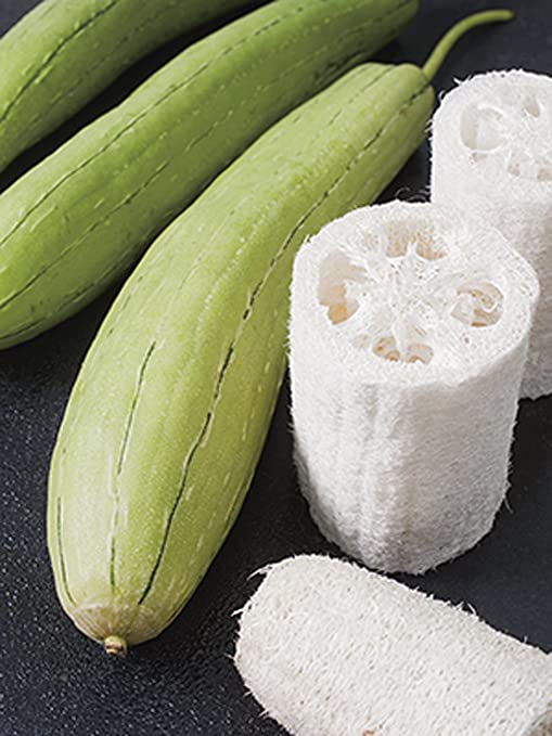 Squash Gourd Luffa