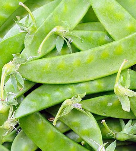Swiss Snow Pea Sugar Pod Climbing Mangiatutto