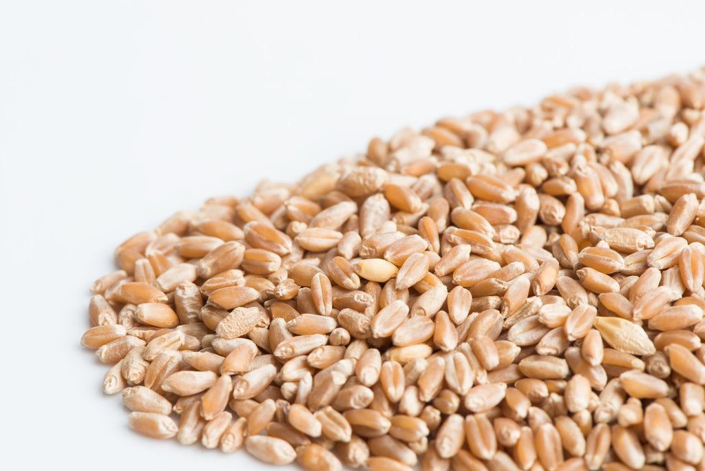 Wheat, Hard Red Spring