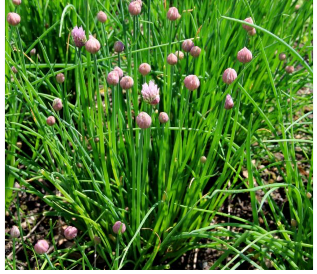 Onion Chives Herb - Dutchman's Hydroponics & Garden Supply