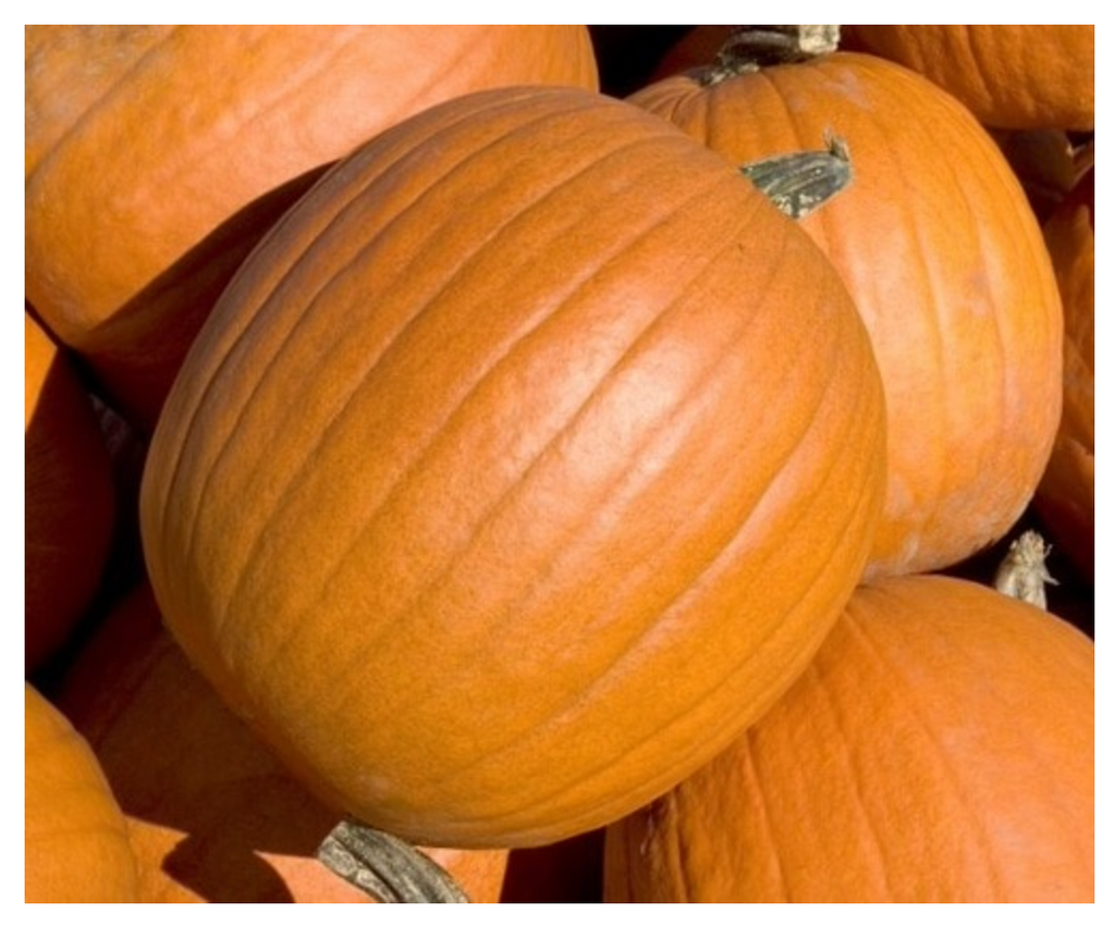 Pumpkin Mammoth Gold