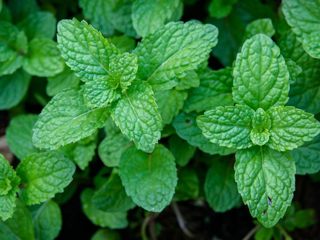 Pepper Mint Herb - Dutchman's Hydroponics & Garden Supply