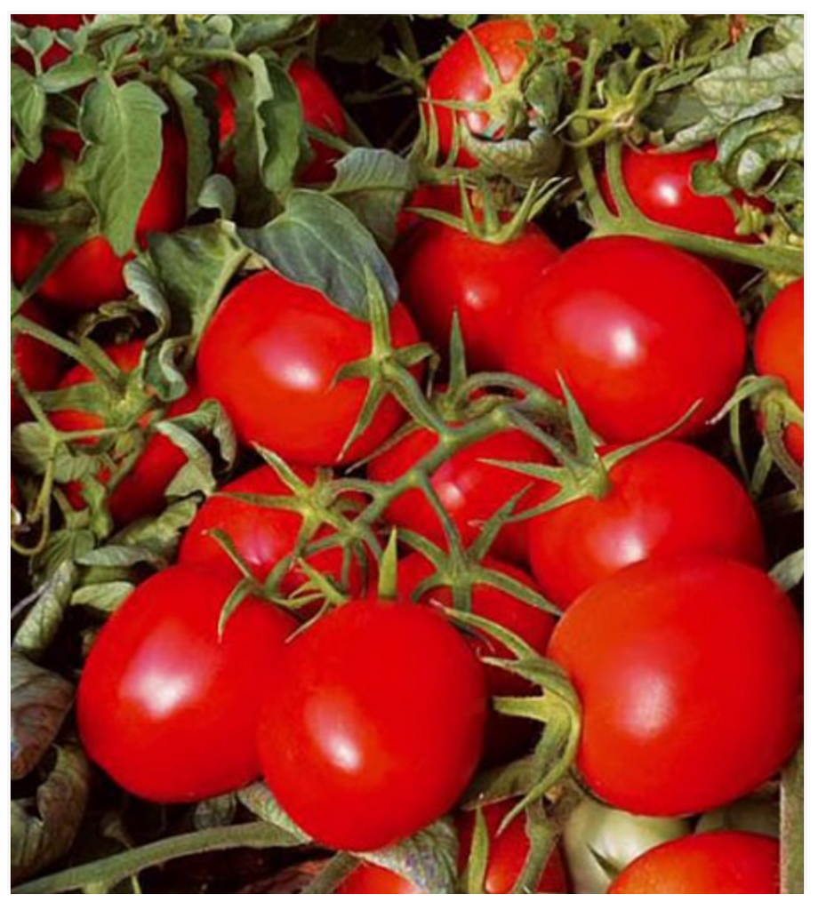 Tomato Cherry Red Determinate - Dutchman's Hydroponics & Garden Supply