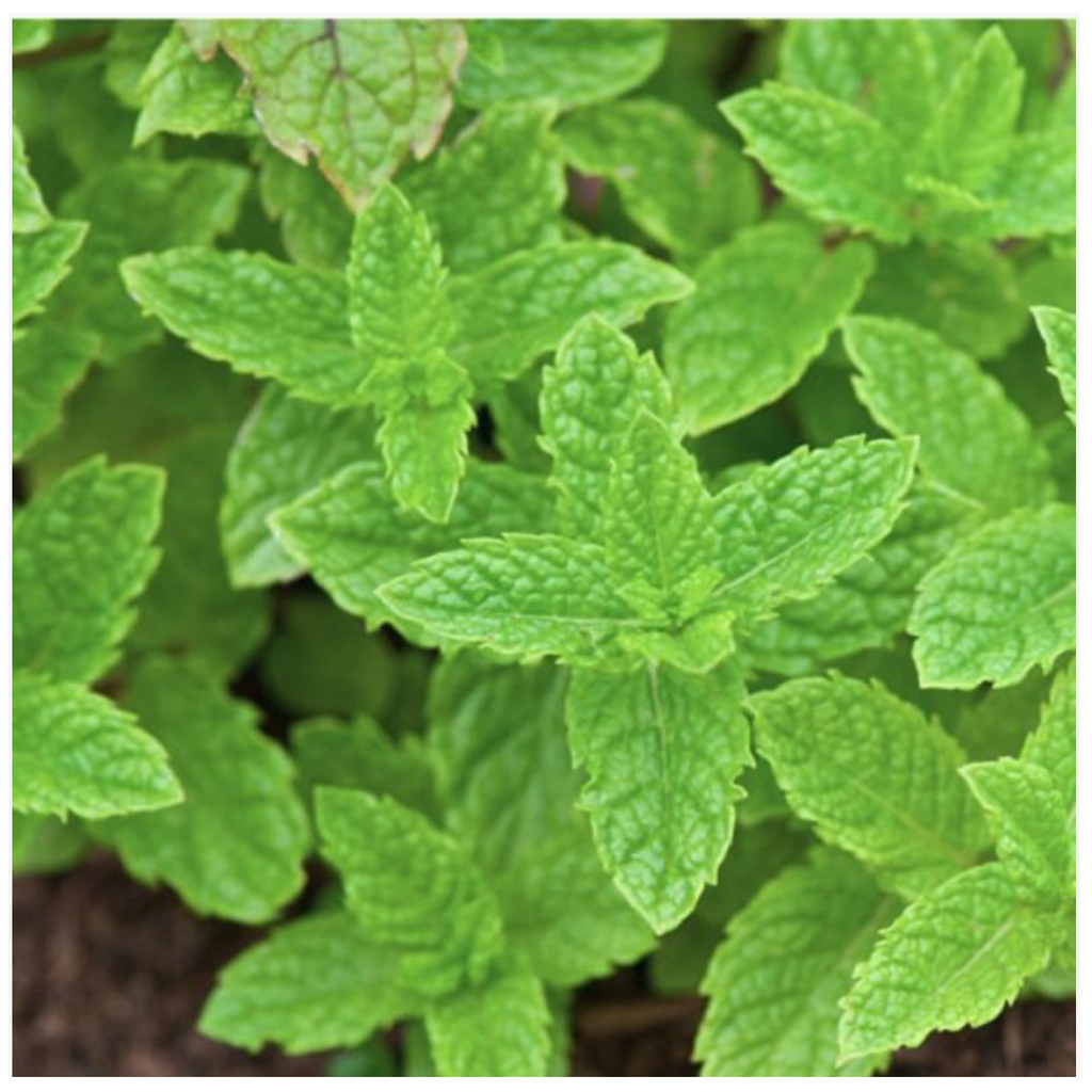 Spearmint Herb