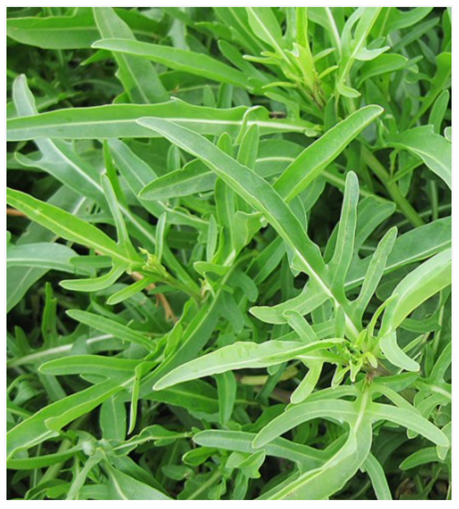 Arugula Selvatica Wild Sand Rocket - Dutchman's Hydroponics & Garden Supply
