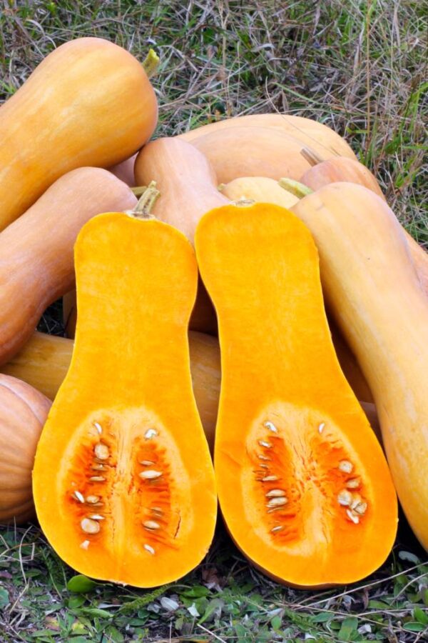 Squash Violin Butternut