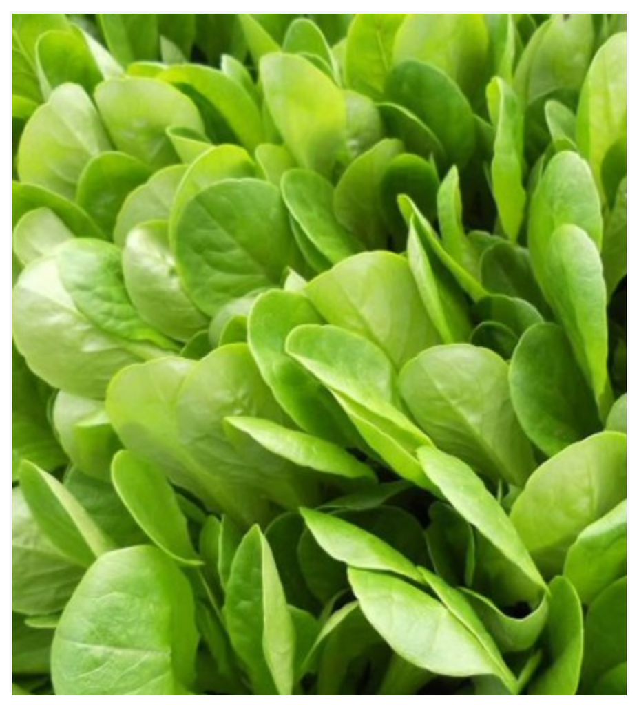 Lettuce Leaf Tender (Foglia Lisce) - Dutchman's Hydroponics & Garden Supply