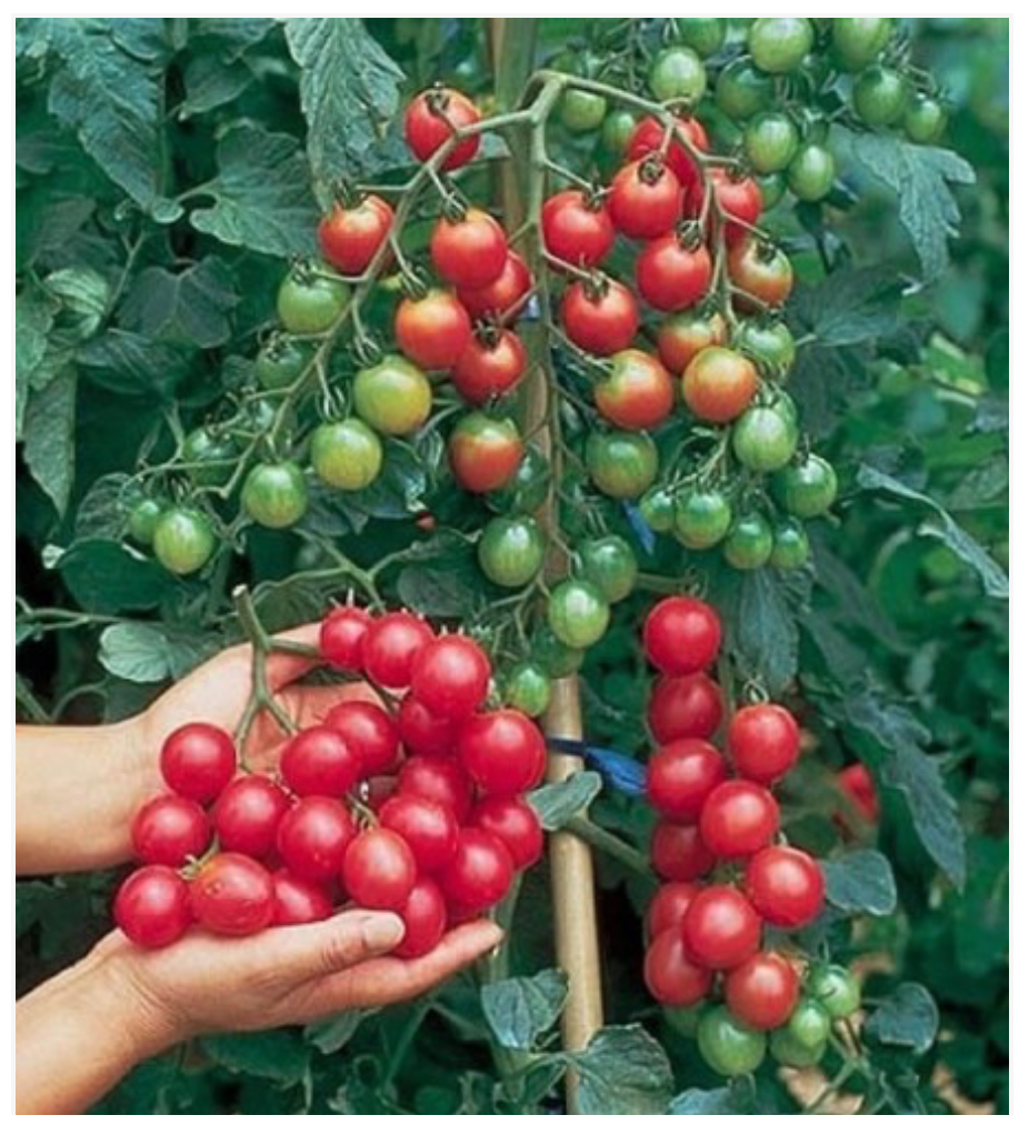Tomato Cherry Red Indeterminate - Dutchman's Hydroponics & Garden Supply