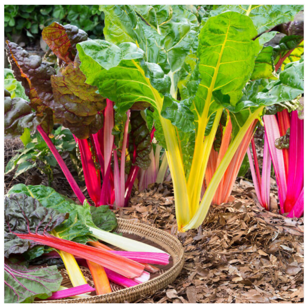 Swiss Chard Rainbow Mix