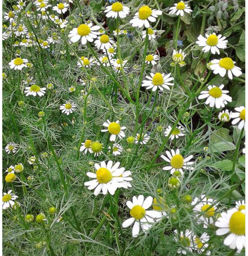 Chamomile Herb - Dutchman's Hydroponics & Garden Supply