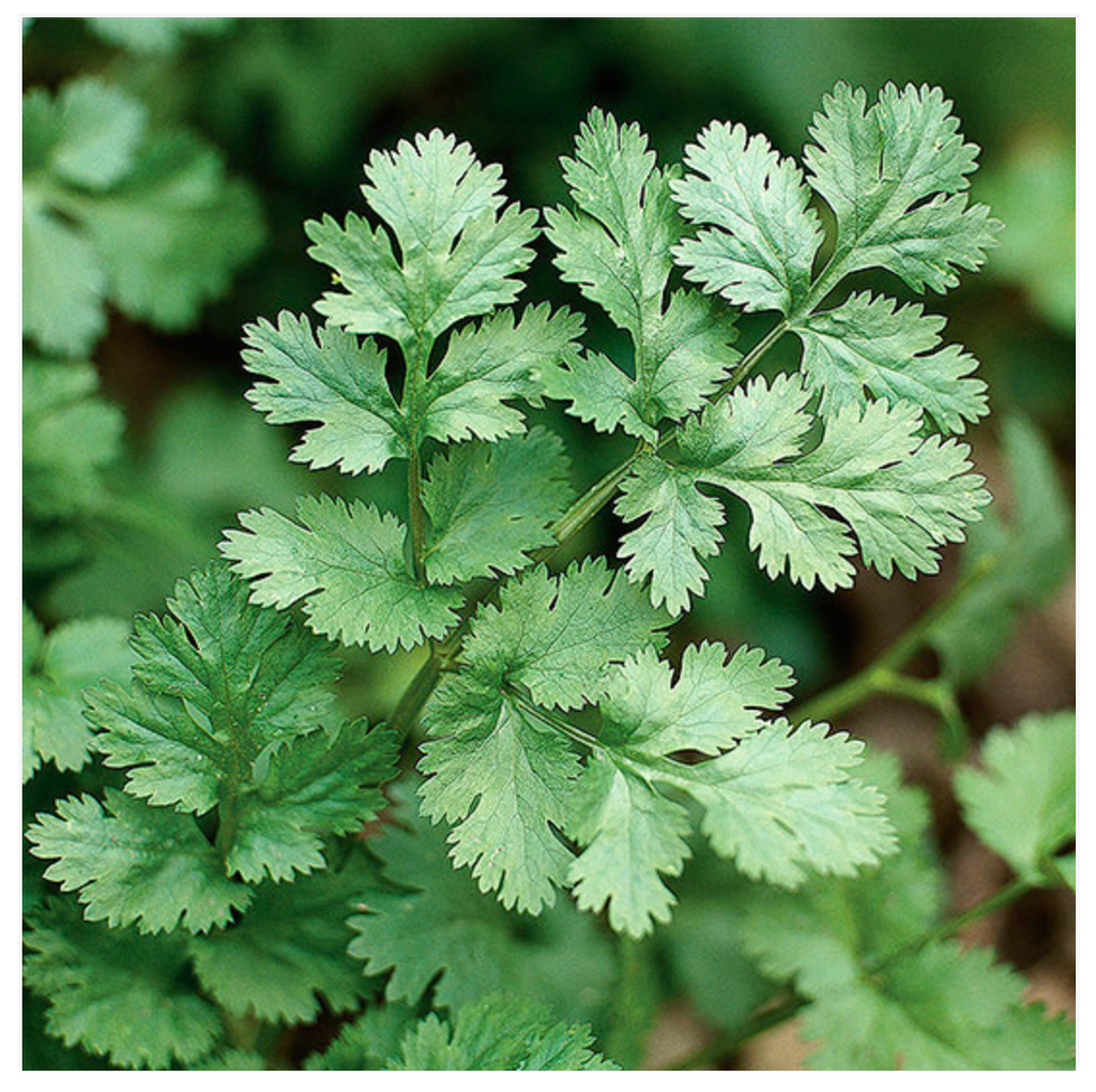 Coriander Cilantro Herb