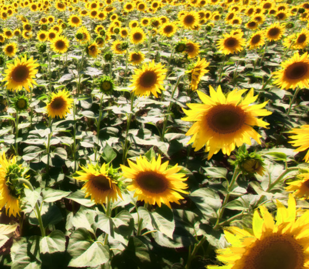 Sunflower Tuscan Classic - Dutchman's Hydroponics & Garden Supply