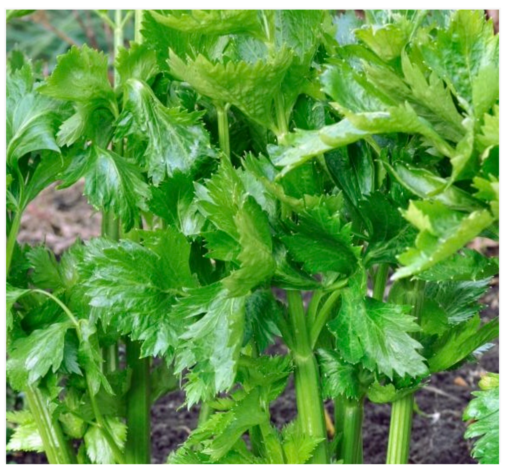 Celery Lepage - Dutchman's Hydroponics & Garden Supply