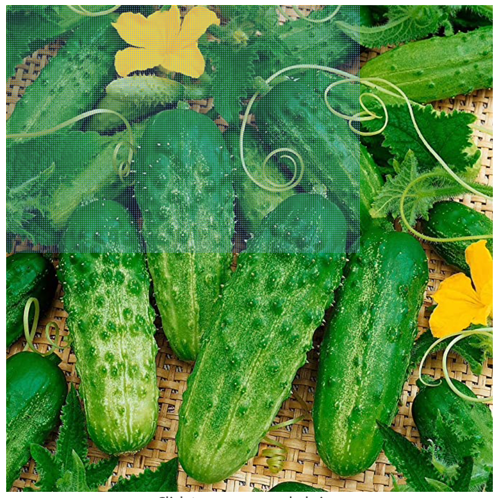 Cucumber Pickling