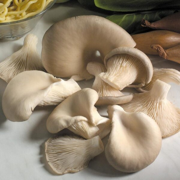 Oyster Mushroom Mycelium