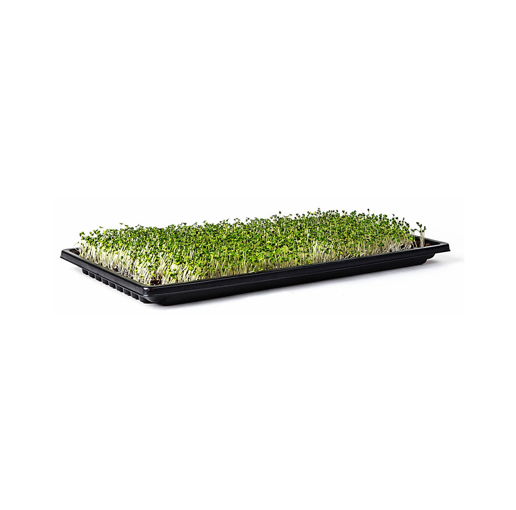 Double Thick 1.25" Deep Microgreen Tray 1020 with holes