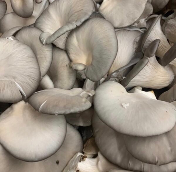 Oyster Eryngii Mushroom Cardoncello Mycelium