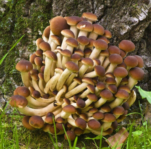 Poplar Mushroom Pioppino Mycelium