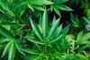 The Benefits of Silicon to Plant Health