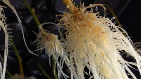 How To Make Healthier Marijuana Plant Roots