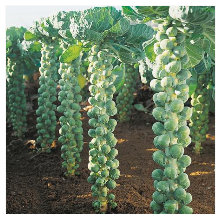 Brussel Sprouts Di Bruxelles