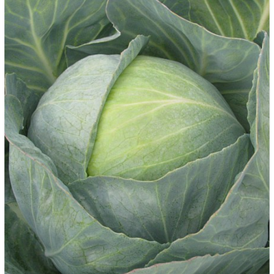 Cabbage Copenhagen 2