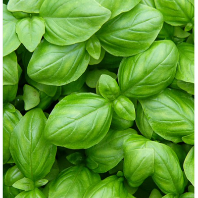 Basil Genovese Classic