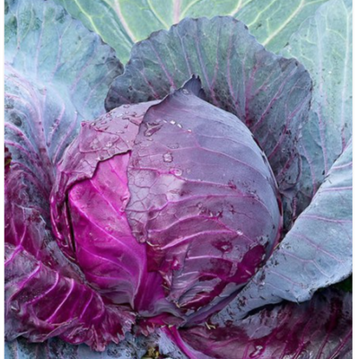 Cabbage Mammoth Red