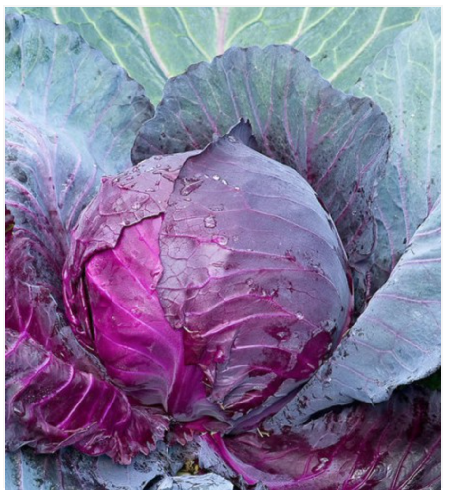 Cabbage Mammoth Red