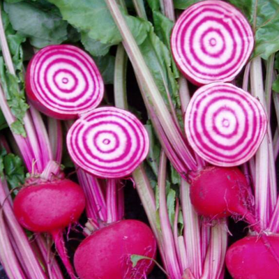 Beetroot Italian Chioggia