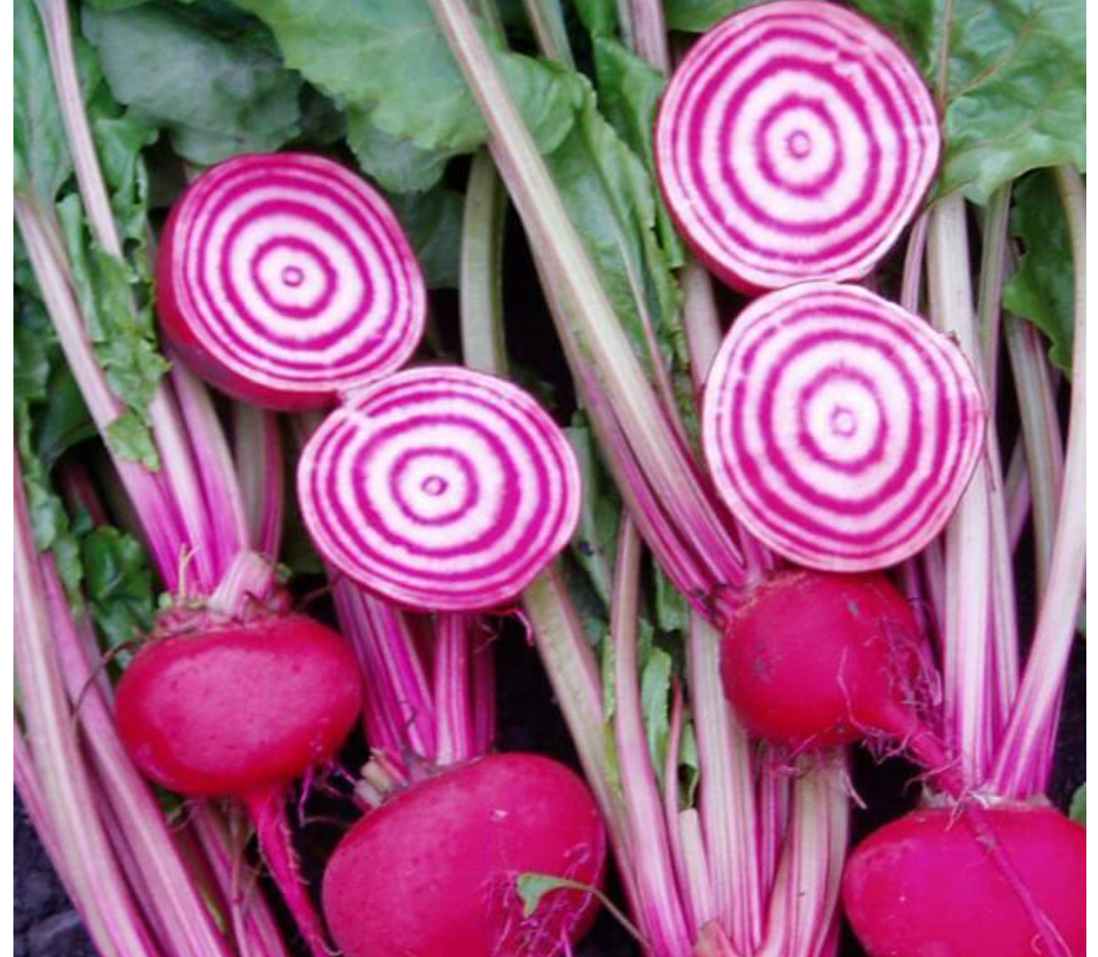 Beetroot Italian Chioggia