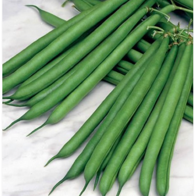 Bush Bean Provider (Stringless) - Dutchman's Hydroponics & Garden Supply