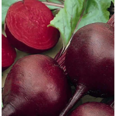 Beetroot Detriot 2 Dark Red - Dutchman's Hydroponics & Garden Supply