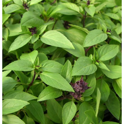 Basil Lemon