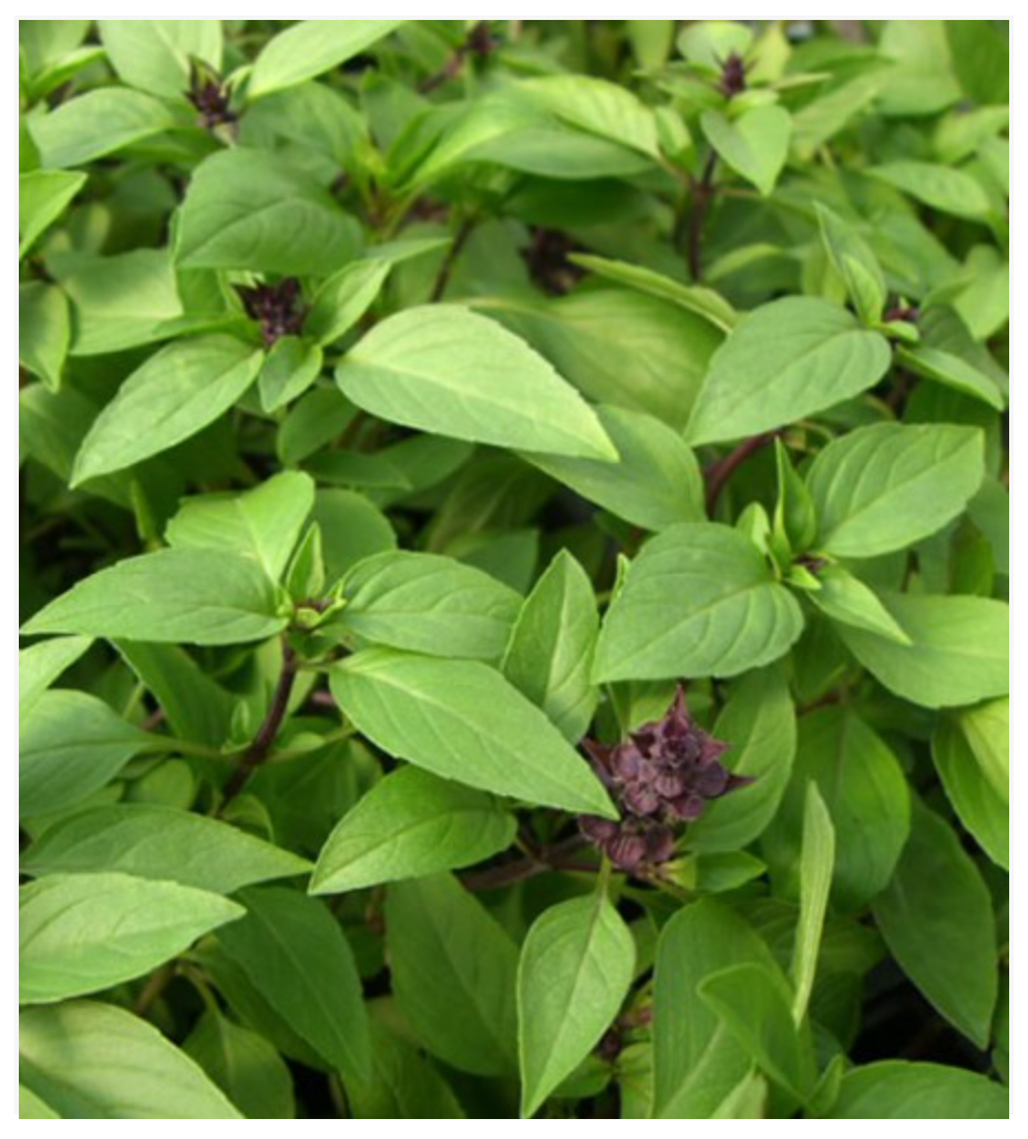 Basil Lemon