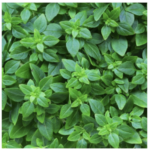 Basil Sicilian Small Leaf