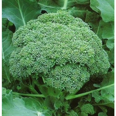 Broccoli Calabrese Precoce
