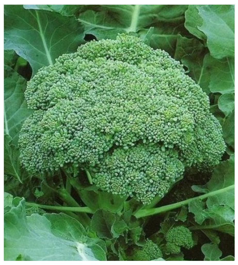 Broccoli Calabrese Precoce